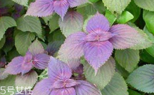 紫蘇葉是熱性的嗎？紫蘇葉是寒性的嗎？