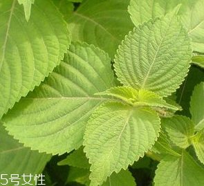 紫蘇葉是熱性的嗎？紫蘇葉是寒性的嗎？