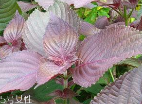 紫蘇葉能治感冒嗎？紫蘇葉能治感冒