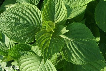 紫蘇葉能治感冒嗎？紫蘇葉能治感冒