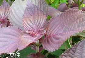 紫蘇葉的形態(tài)特征 紫蘇葉的外形是什么樣？