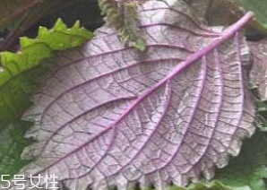 紫蘇葉吃了會(huì)上火嗎？紫蘇葉吃了不會(huì)上火