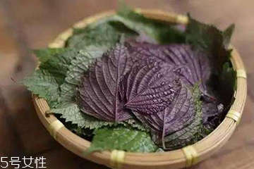 紫蘇葉吃了會上火嗎？紫蘇葉吃了不會上火