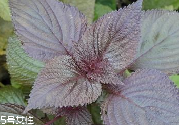 紫蘇葉和艾葉的區(qū)別 紫蘇葉和艾葉有什么區(qū)別？