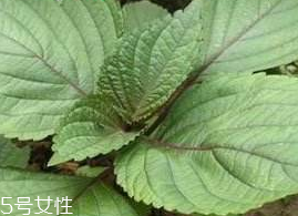 紫蘇葉能吃嗎？紫蘇葉好吃嗎？