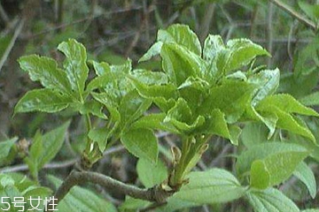 刺五加能做菜嗎？刺五加怎么做菜？
