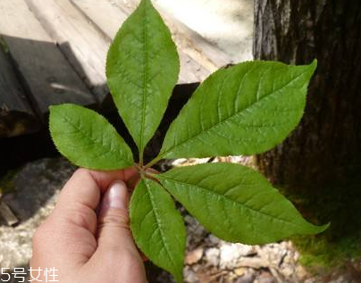 刺五加能做菜嗎？刺五加怎么做菜？