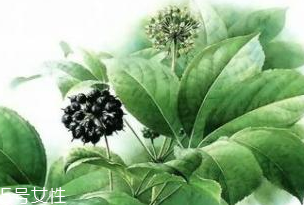 刺五加能做菜嗎？刺五加怎么做菜？