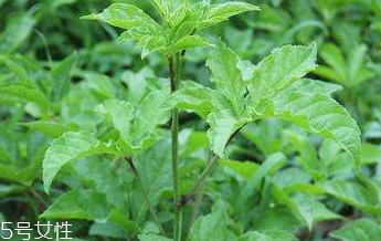 刺五加是不是五加皮？刺五加和五加皮的區(qū)別