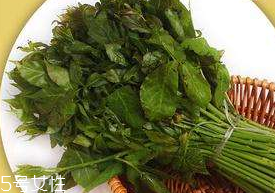 刺五加能生吃嗎？刺五加不能生吃