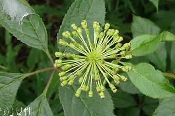 刺五加和枸杞泡水好嗎？刺五加能和枸杞泡水嗎？