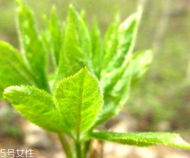 刺五加和枸杞泡水好嗎？刺五加能和枸杞泡水嗎？
