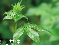 刺五加和枸杞泡水好嗎？刺五加能和枸杞泡水嗎？