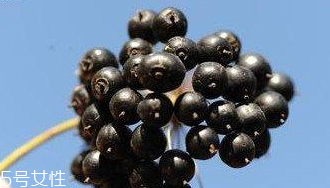 刺五加能給孕婦吃嗎？孕婦能吃刺五加嗎？