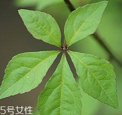刺五加能給孕婦吃嗎？孕婦能吃刺五加嗎？