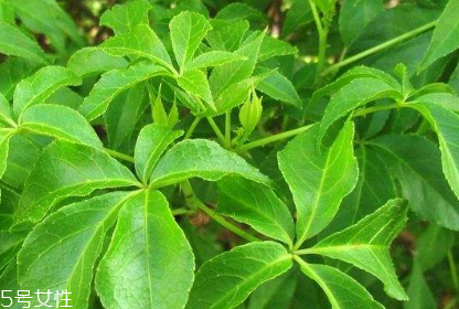 刺五加的最佳搭配 刺五加搭配什么最好？