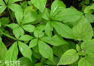 刺五加和谷維生素能一起吃嗎？