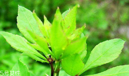 刺五加和谷維生素能一起吃嗎？