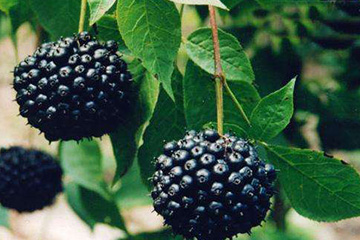 刺五加和什么一起泡水好？刺五加泡什么好？