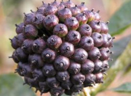 刺五加和什么一起泡水好？刺五加泡什么好？