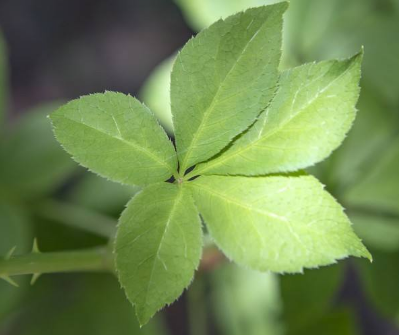 刺五加和什么一起泡水好？刺五加泡什么好？
