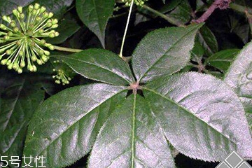 刺五加經(jīng)常喝會(huì)怎樣？刺五加能天天喝嗎？