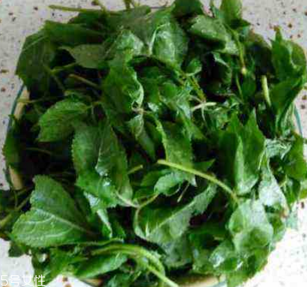 刺五加的好處 刺五加對(duì)人體有什么好處？