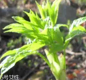 刺五加的好處 刺五加對(duì)人體有什么好處？