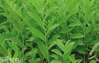 刺五加的禁忌人群 刺五加不適合哪些人吃？