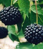 刺五加的禁忌人群 刺五加不適合哪些人吃？