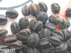 刺五加的食用方法 刺五加怎么吃？