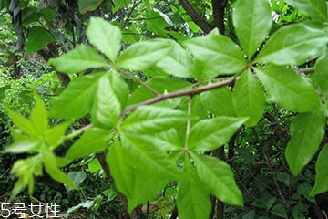 刺五加對(duì)肝病有好處嗎？