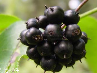 刺五加是發(fā)物嗎？刺五加不是發(fā)物