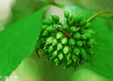 刺五加能不能做餃子餡？刺五加怎么做餃子餡？