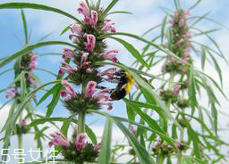 益母草能長(zhǎng)期服用嗎 長(zhǎng)期服用會(huì)有副作用
