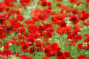 罌粟的主要價(jià)值有鎮(zhèn)痛止咳 罌粟的主要價(jià)值有鎮(zhèn)痛止咳