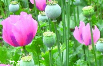 罌粟的主要價(jià)值有鎮(zhèn)痛止咳 罌粟的主要價(jià)值有鎮(zhèn)痛止咳