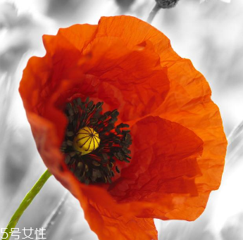 罌粟的主要價(jià)值有鎮(zhèn)痛止咳 罌粟的主要價(jià)值有鎮(zhèn)痛止咳