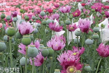 罌粟是鴉片嗎 罌粟是制作鴉片的原材料 罌粟是鴉片嗎 罌粟是制作鴉片的原材料