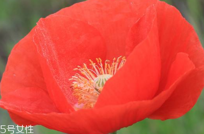 罌粟是鴉片嗎 罌粟是制作鴉片的原材料 罌粟是鴉片嗎 罌粟是制作鴉片的原材料