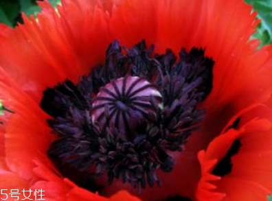 罌粟是鴉片嗎 罌粟是制作鴉片的原材料 罌粟是鴉片嗎 罌粟是制作鴉片的原材料