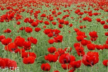 罌粟能人工種植嗎 私自種植屬于犯法行為 罌粟能人工種植嗎 私自種植屬于犯法行為