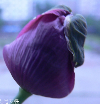 罌粟能人工種植嗎 私自種植屬于犯法行為 罌粟能人工種植嗎 私自種植屬于犯法行為