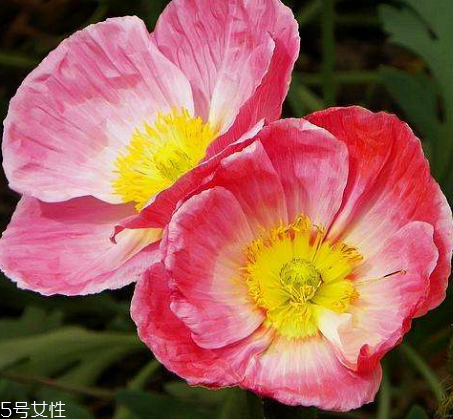 罌粟能人工種植嗎 私自種植屬于犯法行為 罌粟能人工種植嗎 私自種植屬于犯法行為