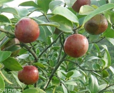 茶油是不是越久越好嗎 新鮮食用更佳 茶油是不是越久越好嗎 新鮮食用更佳