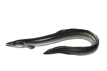 鰻魚會放電嗎 鰻魚跟電鰻要分清 鰻魚會放電嗎 鰻魚跟電鰻要分清