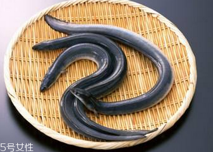 鰻魚會放電嗎 鰻魚跟電鰻要分清 鰻魚會放電嗎 鰻魚跟電鰻要分清