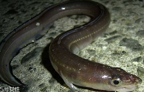 鰻魚會放電嗎 鰻魚跟電鰻要分清 鰻魚會放電嗎 鰻魚跟電鰻要分清