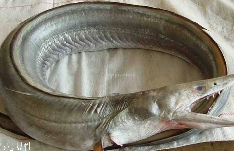 鰻魚會放電嗎 鰻魚跟電鰻要分清 鰻魚會放電嗎 鰻魚跟電鰻要分清