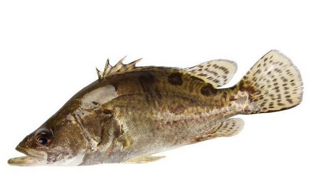 桂魚有刺嗎 刺還挺少的 桂魚有刺嗎 刺還挺少的